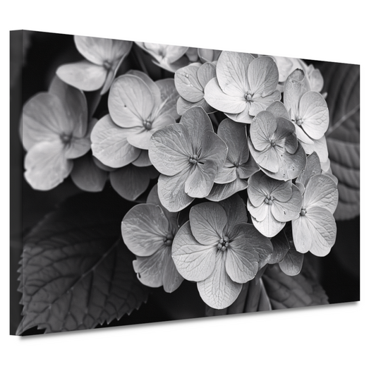 Hydrangea in Zwart-Wit canvas