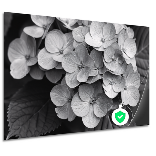 Hydrangea in Zwart-Wit poster