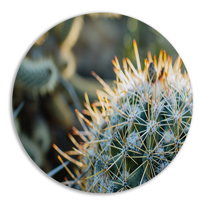 Close-up van een cactus met stekels   aluminium muurcirkel