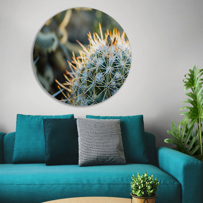 Close-up van een cactus met stekels   forex muurcirkel