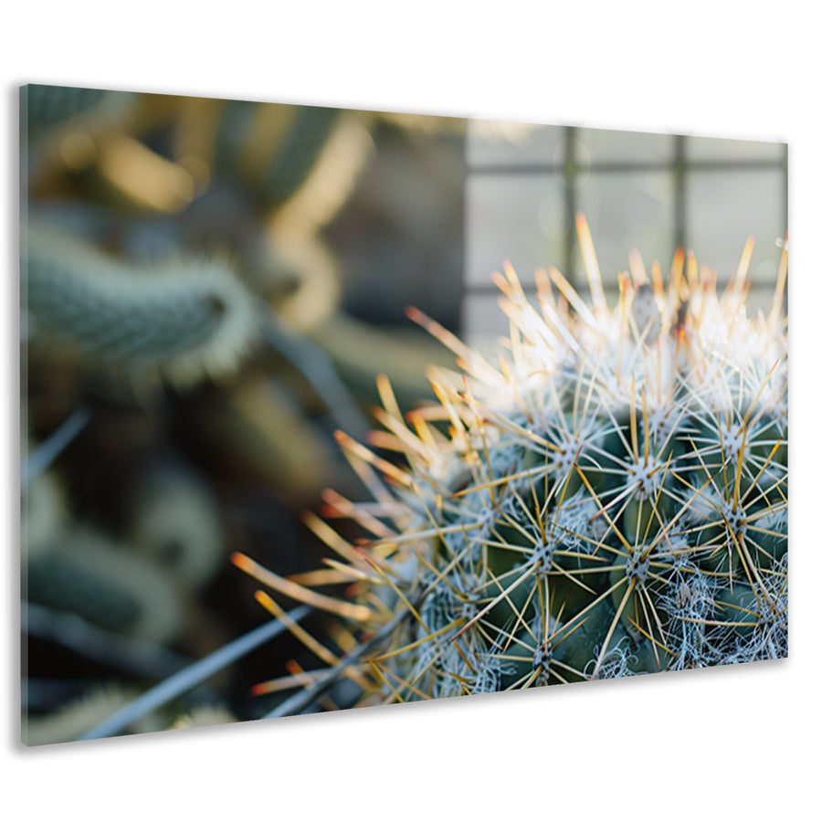 Close-up van een cactus met stekels   acrylglas