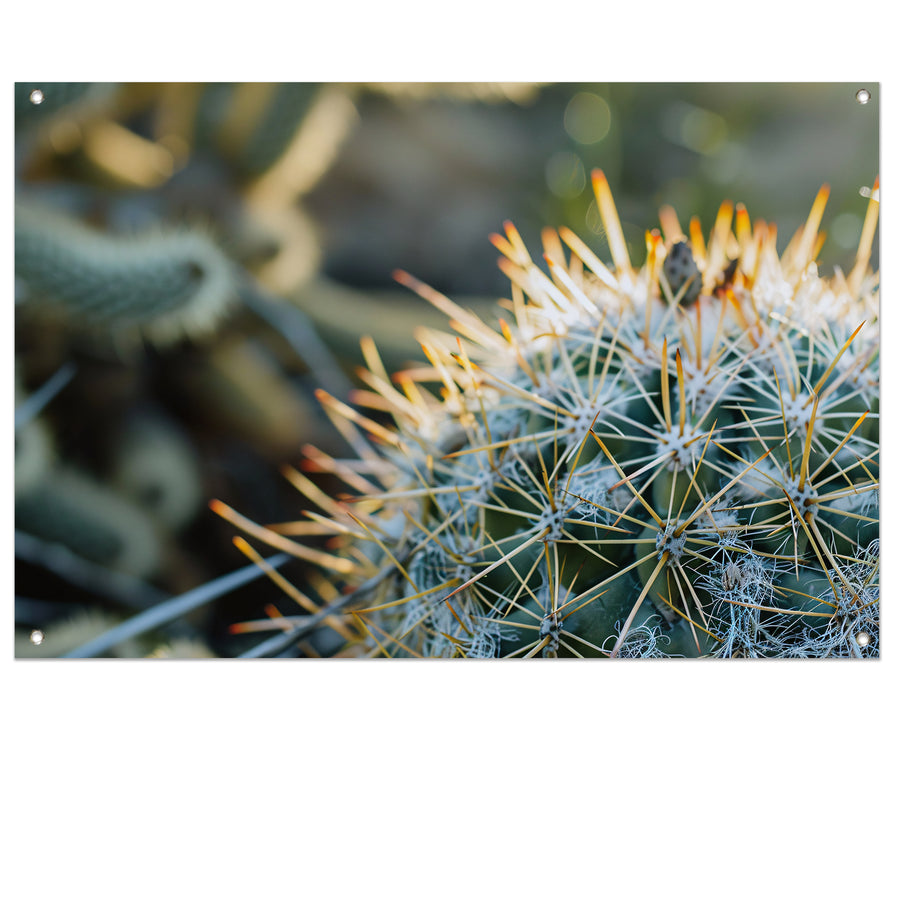 Close-up van een cactus met stekels   tuinposter