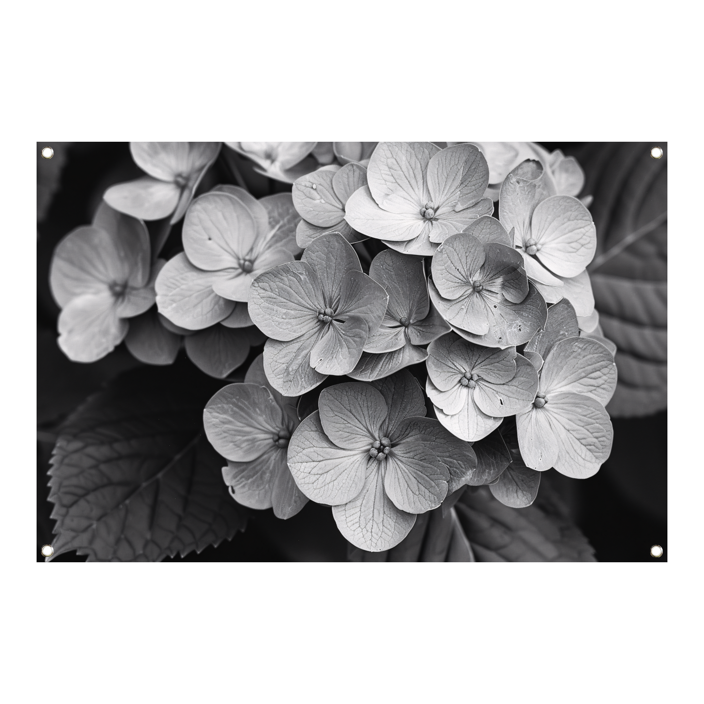 Hydrangea in Zwart-Wit tuinposter