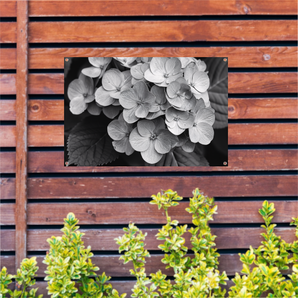 Hydrangea in Zwart-Wit tuinposter