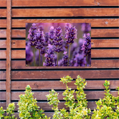 Close-up van lavendelbloemen in zachte zonneschijn tuinposter
