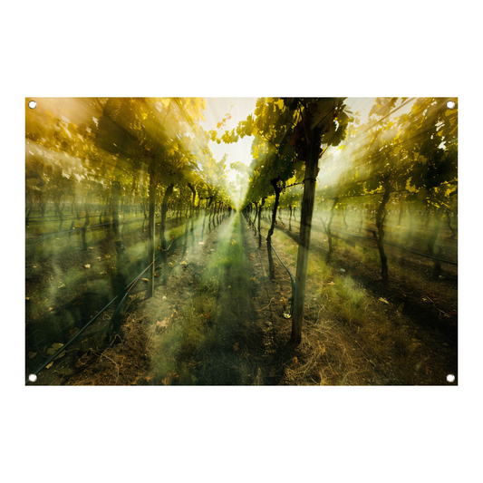 Lichtspel in de ochtendwijngaard tuinposter
