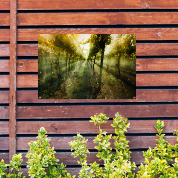 Lichtspel in de ochtendwijngaard tuinposter