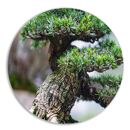 Gedetailleerde close-up van een bonsai boom aluminium muurcirkel