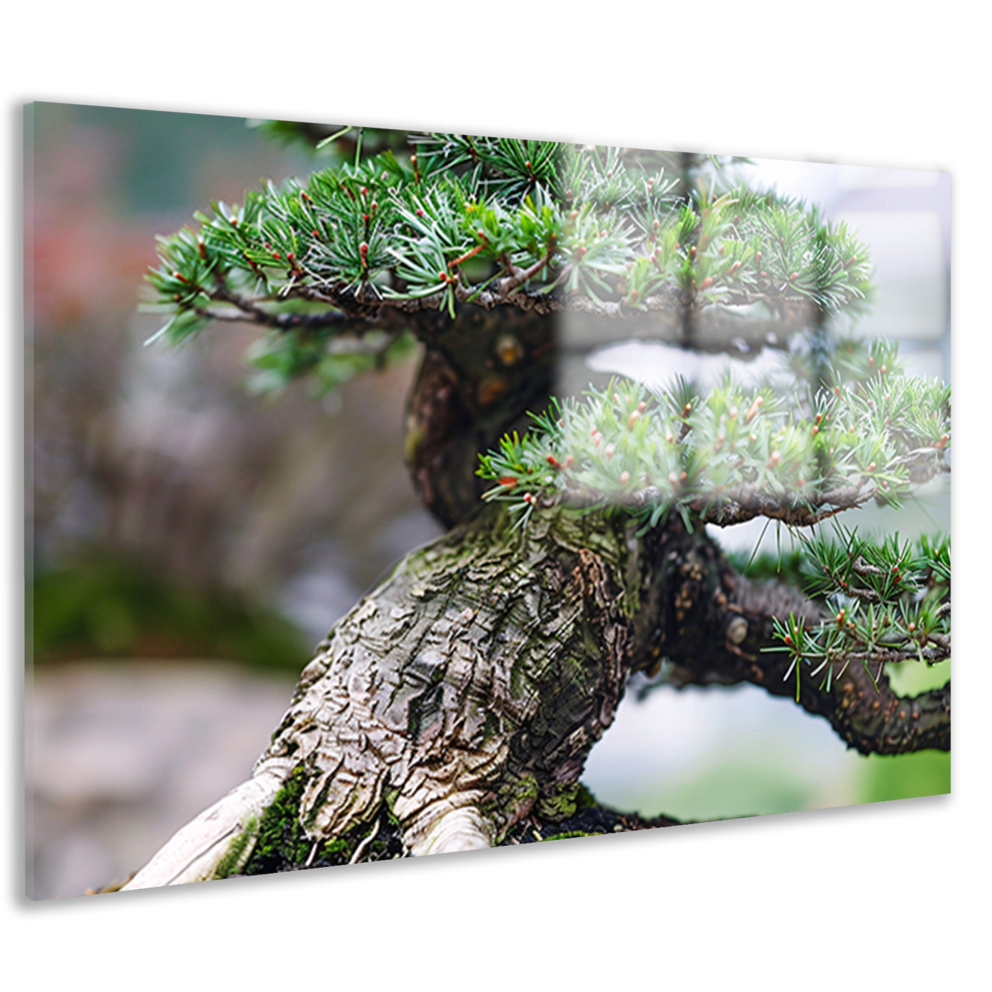 Gedetailleerde close-up van een bonsai boom acrylglas