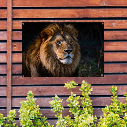 Indrukwekkende foto van leeuw in donker tuinposter