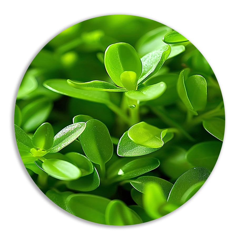 Close-up van Groene Planten met Dauwdruppels aluminium muurcirkel