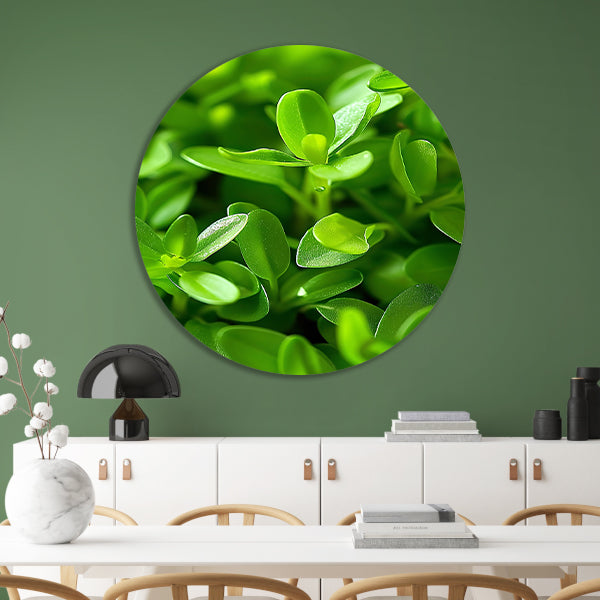 Close-up van Groene Planten met Dauwdruppels forex muurcirkel