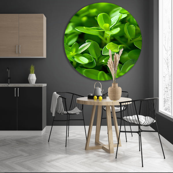 Close-up van Groene Planten met Dauwdruppels forex muurcirkel