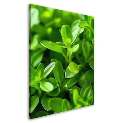 Close-up van Groene Planten met Dauwdruppels canvas