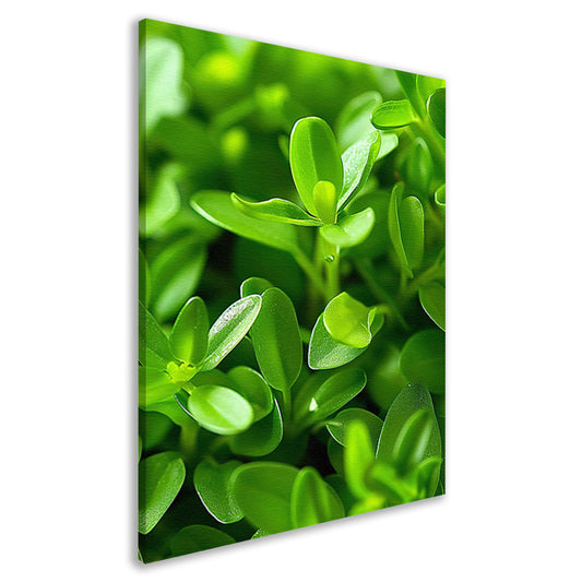 Close-up van Groene Planten met Dauwdruppels canvas