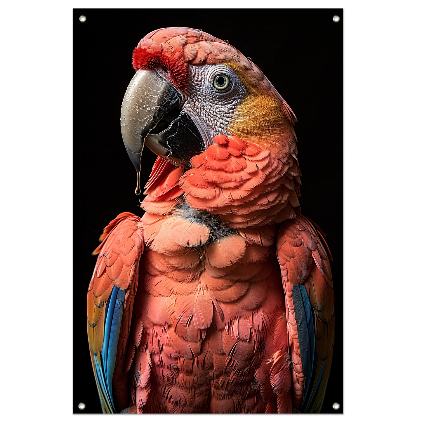 Portret van een Ara met waterdruppels tuinposter