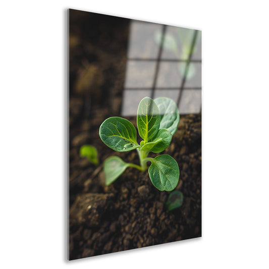 Jonge plant in donkere aarde acrylglas