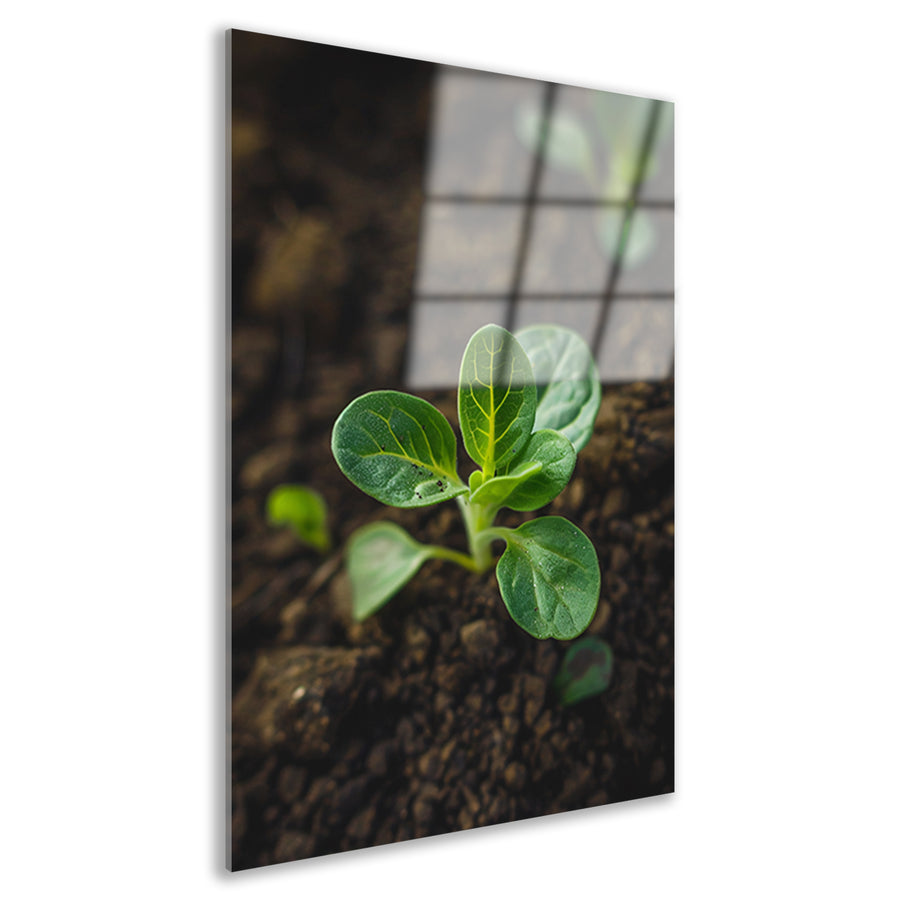 Jonge plant in donkere aarde acrylglas
