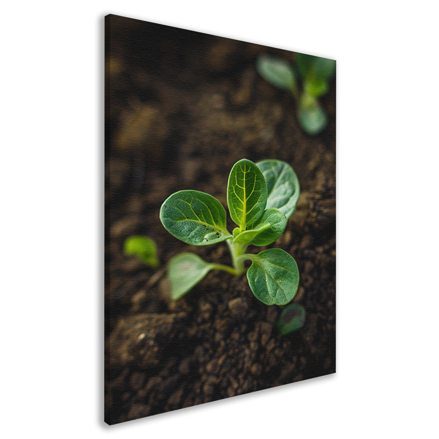 Jonge plant in donkere aarde canvas