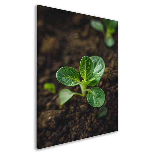 Jonge plant in donkere aarde canvas