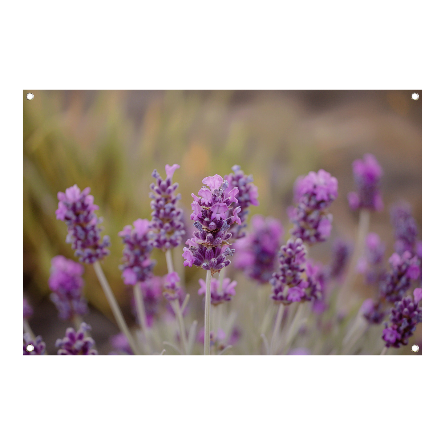 Levendige paarse lavendelbloemen in natuurlijke omgeving tuinposter