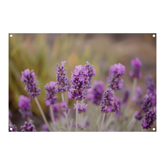 Levendige paarse lavendelbloemen in natuurlijke omgeving tuinposter