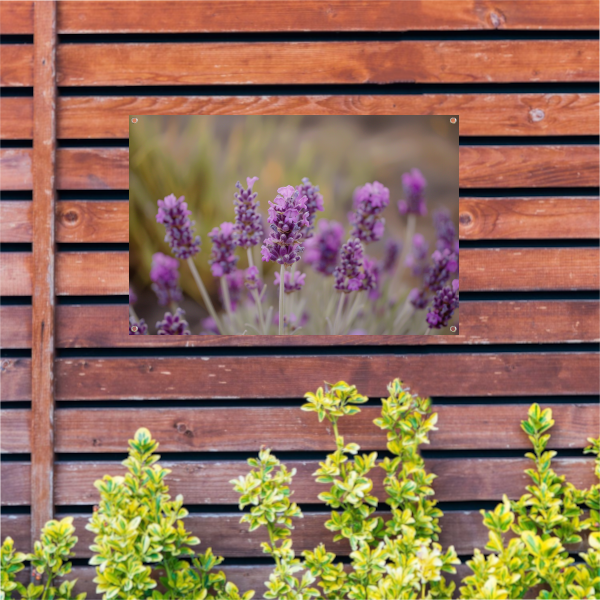 Levendige paarse lavendelbloemen in natuurlijke omgeving tuinposter