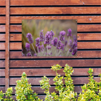 Levendige paarse lavendelbloemen in natuurlijke omgeving tuinposter