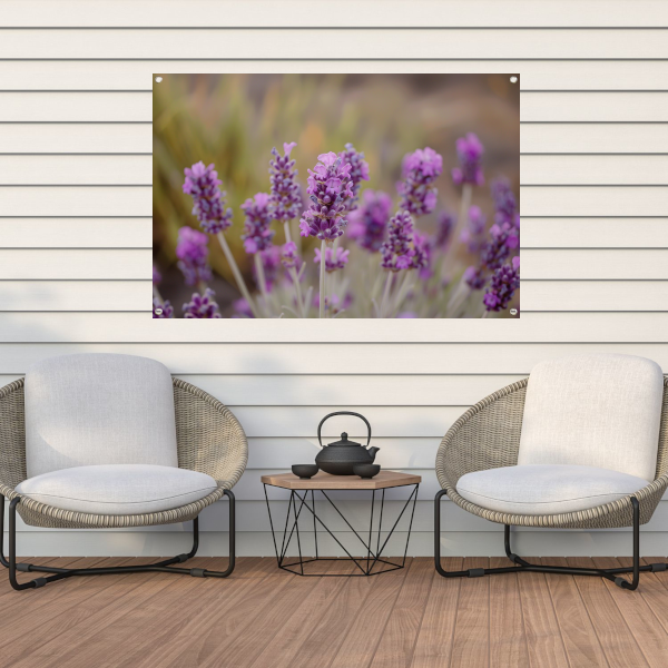 Levendige paarse lavendelbloemen in natuurlijke omgeving tuinposter