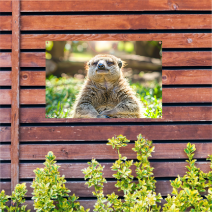 Luiaard genietend van zon in natuur tuinposter