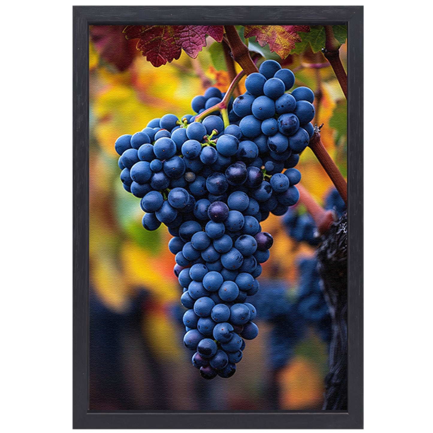 Blauwe druiven aan wijnrank in herfstlicht canvas met baklijst