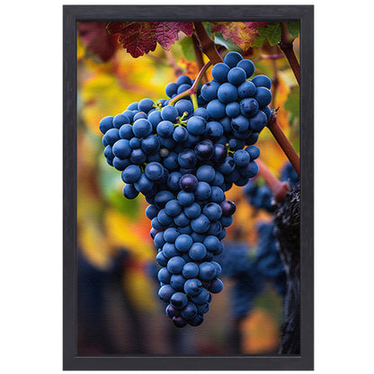 Blauwe druiven aan wijnrank in herfstlicht canvas met baklijst