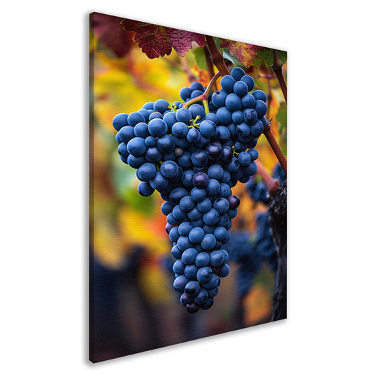 Blauwe druiven aan wijnrank in herfstlicht canvas