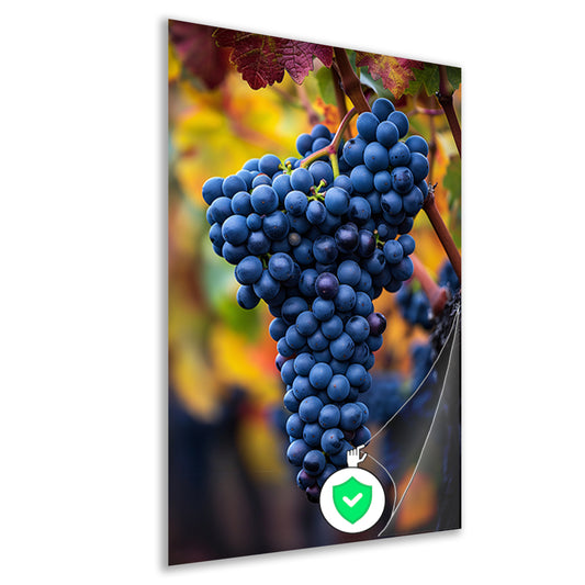 Blauwe druiven aan wijnrank in herfstlicht poster