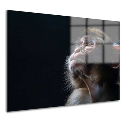 Reflecterende aap in donkere achtergrond acrylglas