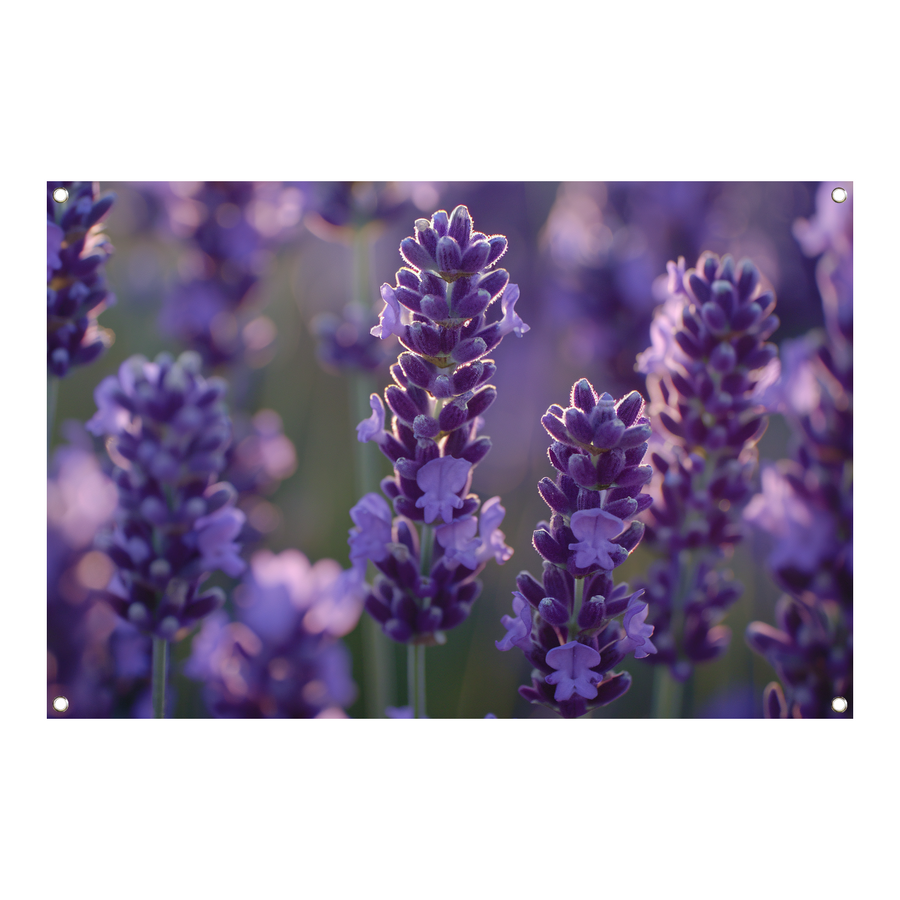 Betoverende lavendelbloemen badend in zacht avondlicht tuinposter