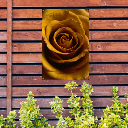 Gouden ochtenddauw op gele roos tuinposter