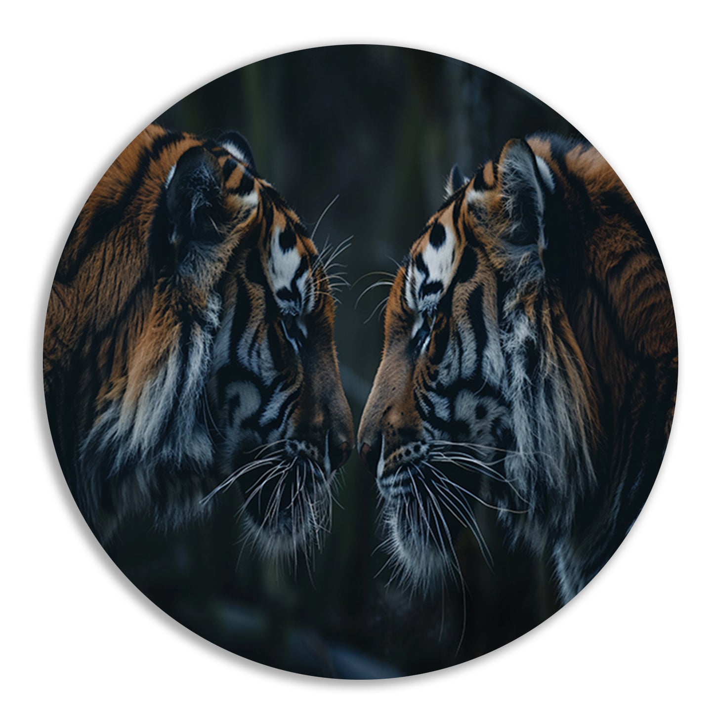 Twee tijgers in donker bos tegenover elkaar aluminium muurcirkel