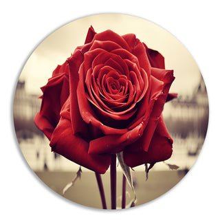 Rozen muurcirkels