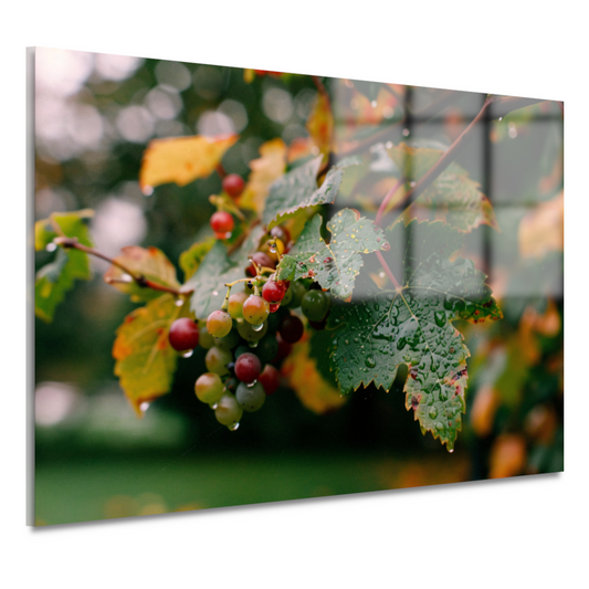 Druiventros met dauw in de herfstochtend acrylglas