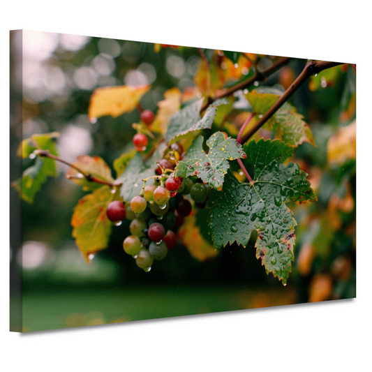 Druiventros met dauw in de herfstochtend canvas