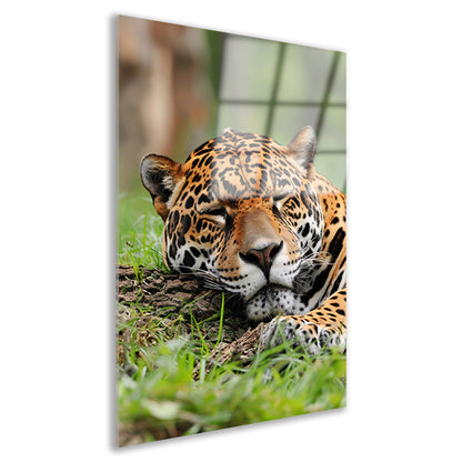Slapende jaguar op gras schilderij acrylglas
