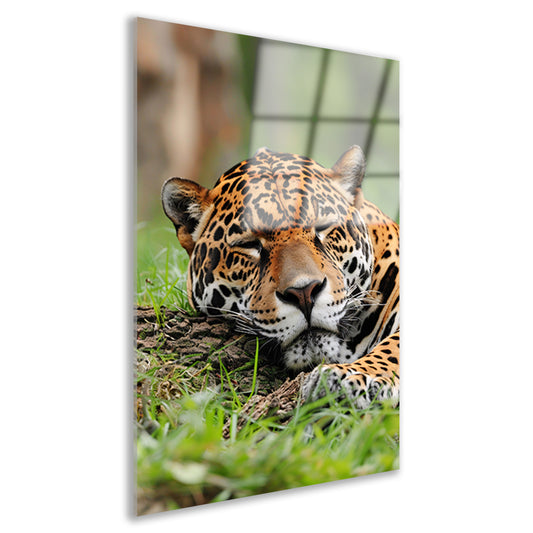 Slapende jaguar op gras schilderij acrylglas