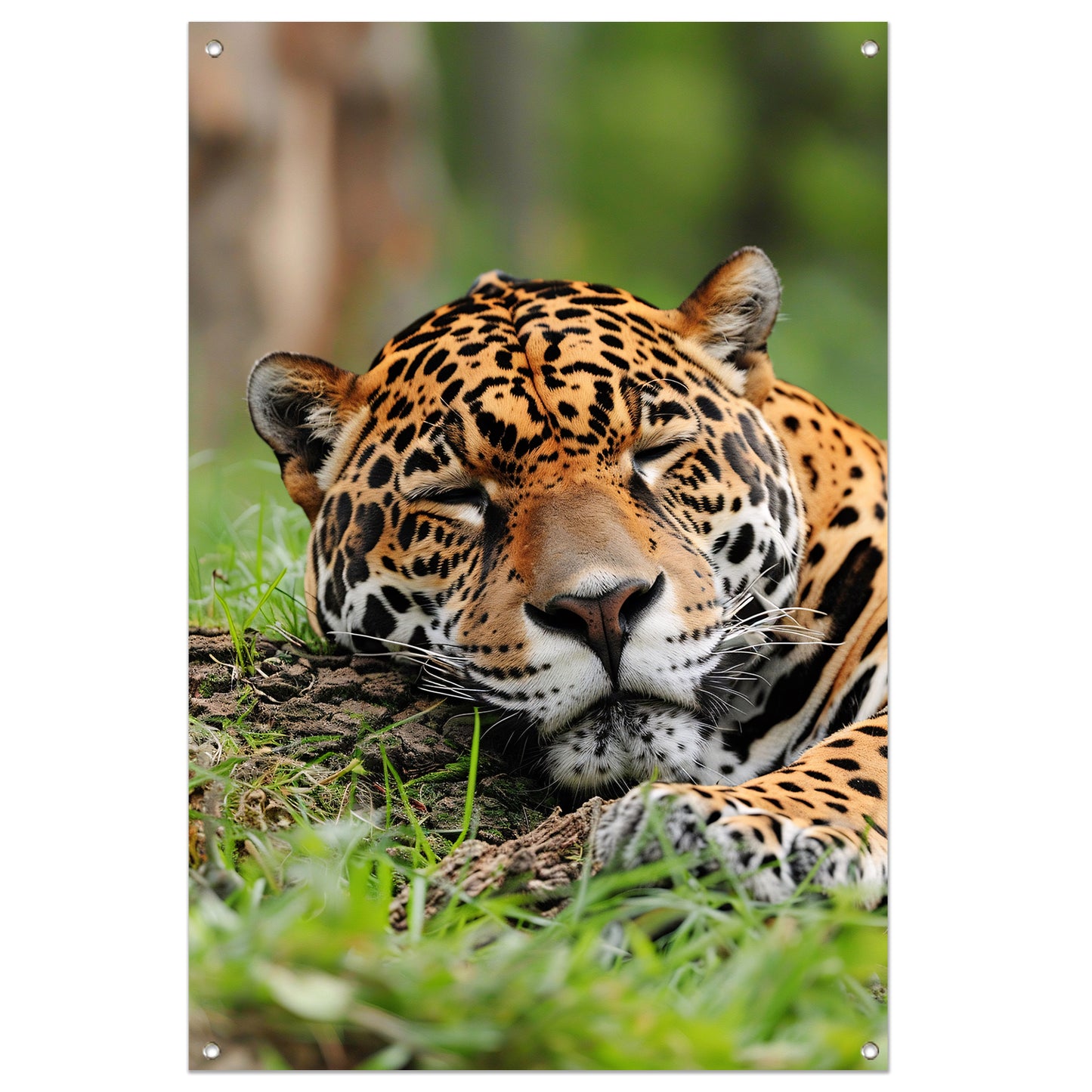 Slapende jaguar op gras schilderij tuinposter