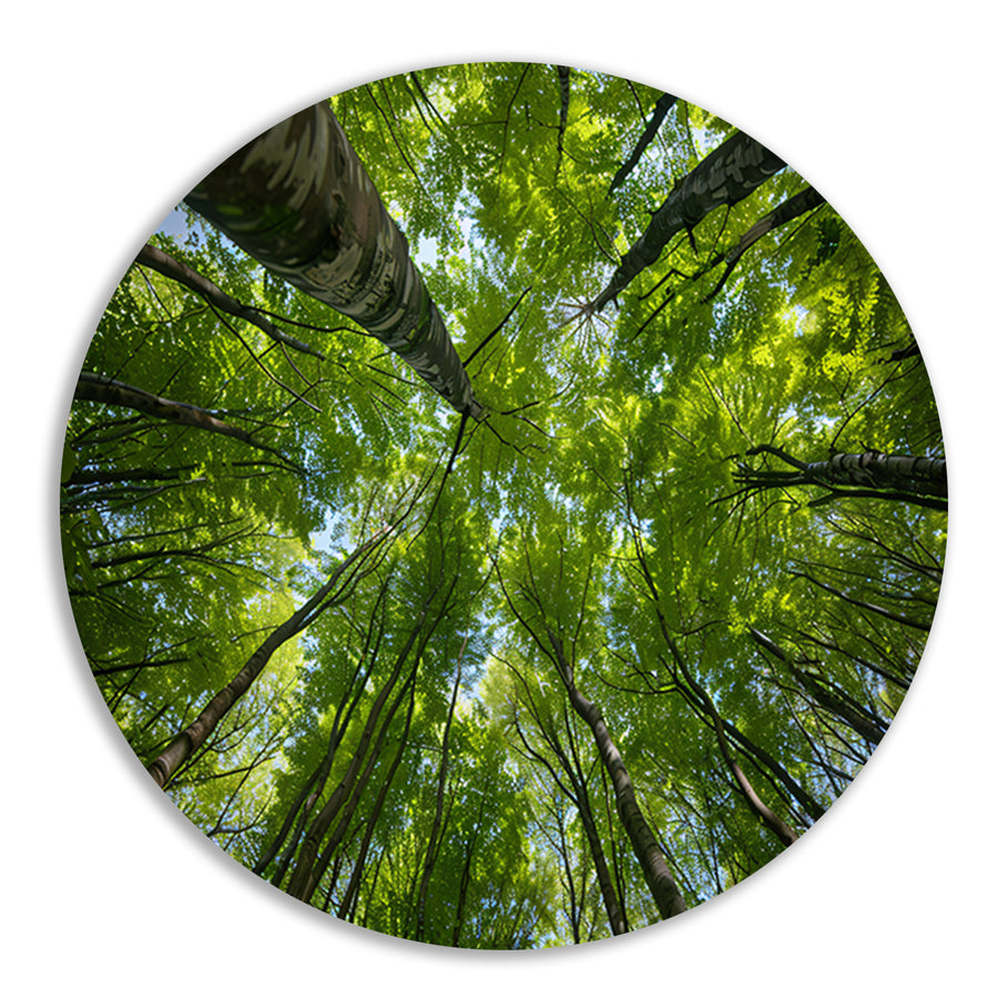 Bomen reiken naar de groene hemel forex muurcirkel