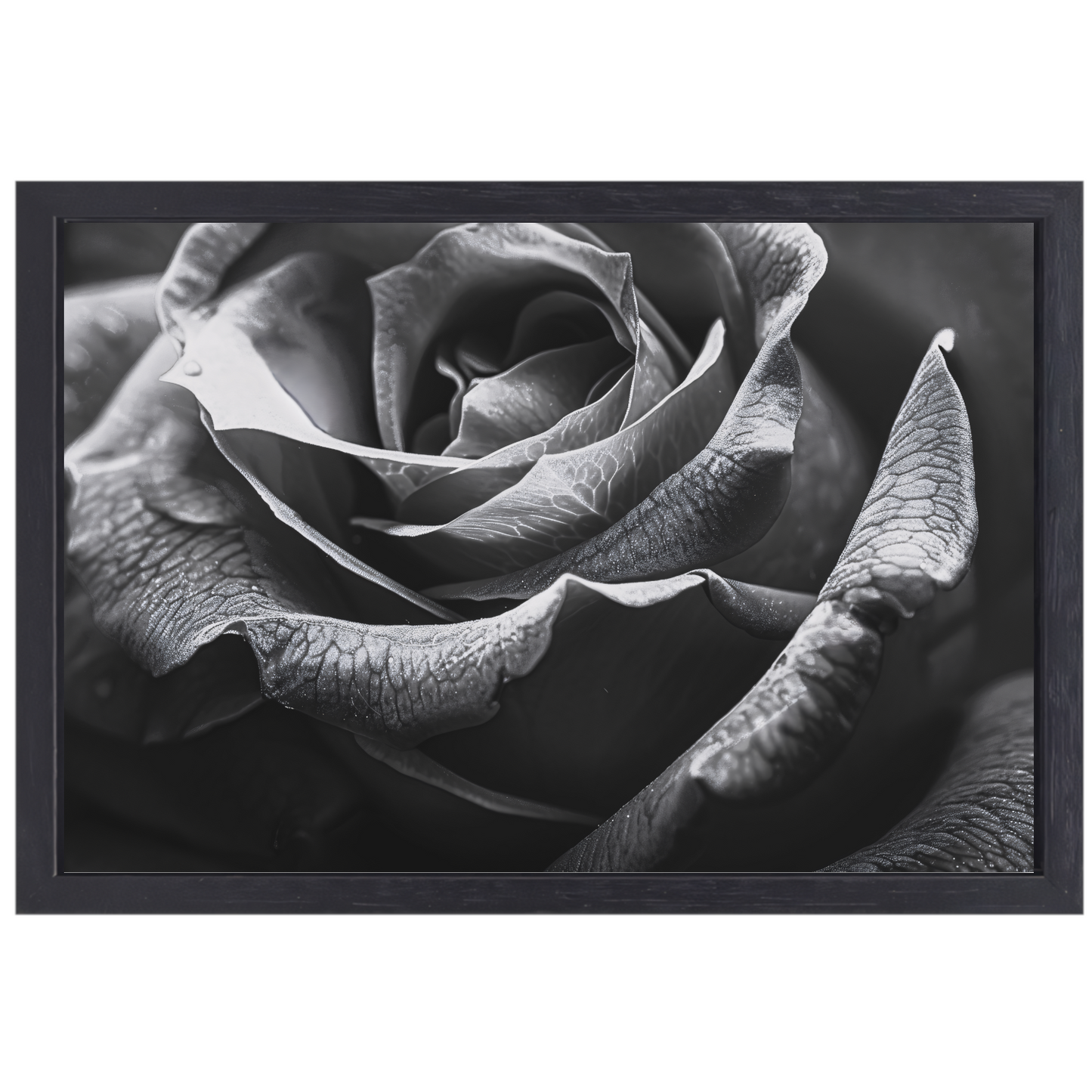 Elegante zwart-witte roos met gedetailleerde druppels canvas met baklijst
