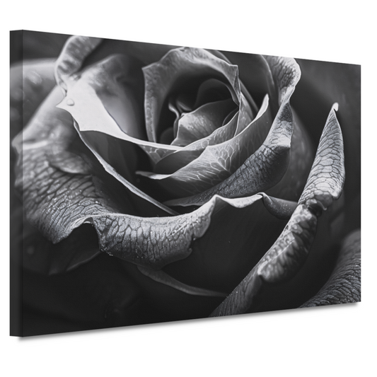 Elegante zwart-witte roos met gedetailleerde druppels canvas