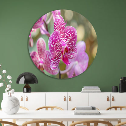 Close-up van een bloeiende roze orchidee aluminium muurcirkel