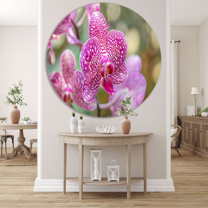 Close-up van een bloeiende roze orchidee forex muurcirkel