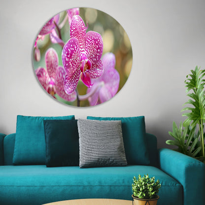 Close-up van een bloeiende roze orchidee forex muurcirkel